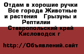 Отдам в хорошие ручки - Все города Животные и растения » Грызуны и Рептилии   . Ставропольский край,Кисловодск г.